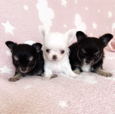 Des Minis Boss - Chihuahua - Portée née le 07/02/2024