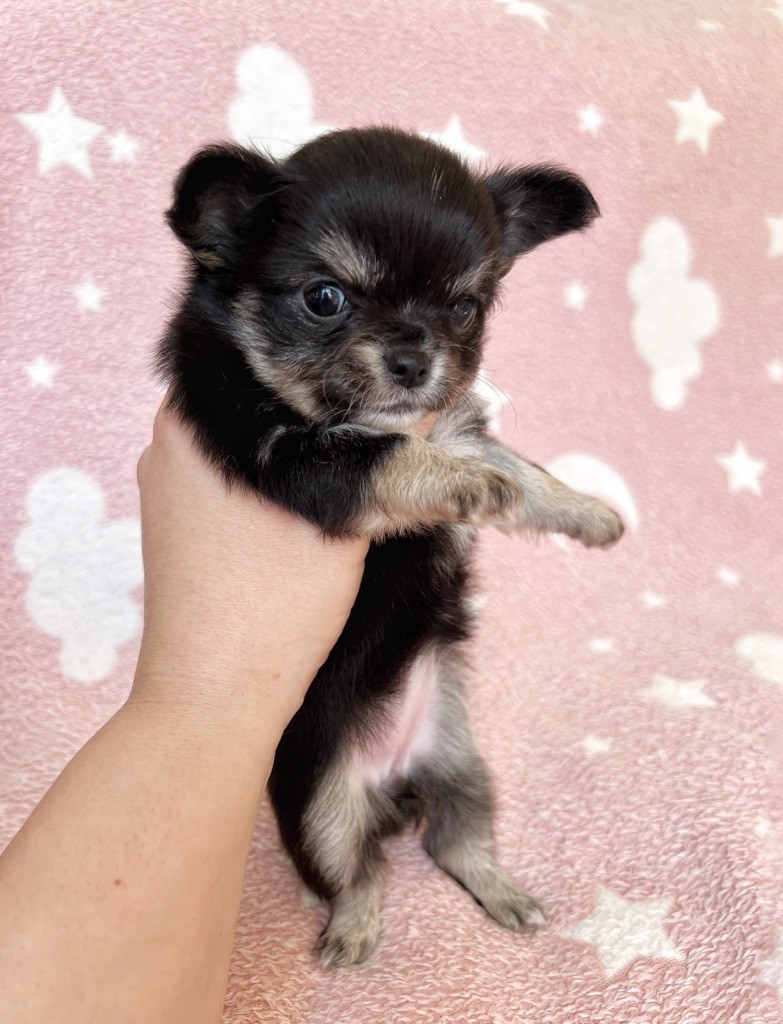 Des Minis Boss - Chiot disponible  - Chihuahua