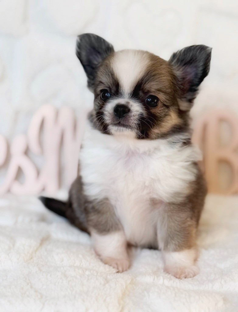 Des Minis Boss - Chiot disponible  - Chihuahua