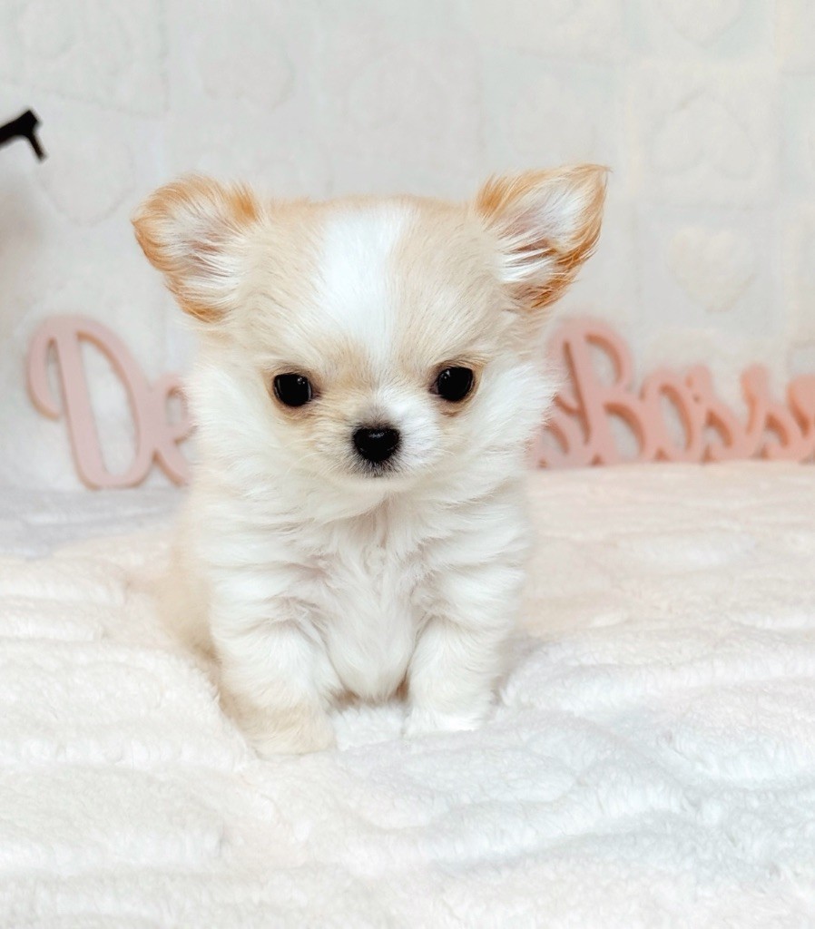 Des Minis Boss - Chiot disponible  - Chihuahua