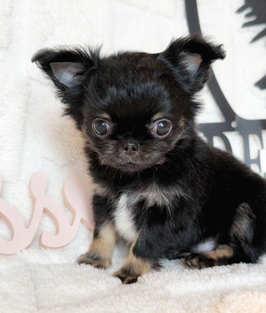 Des Minis Boss - Chiot disponible  - Chihuahua