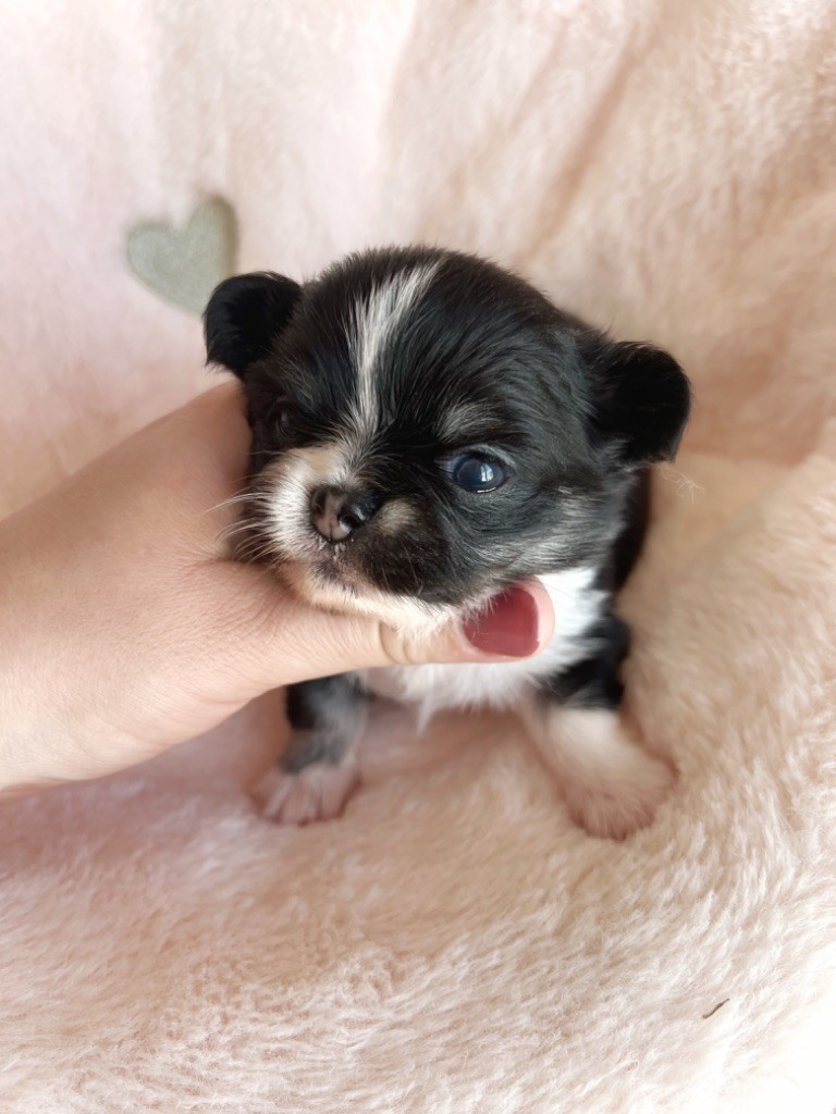 Des Minis Boss - Chiot disponible  - Chihuahua