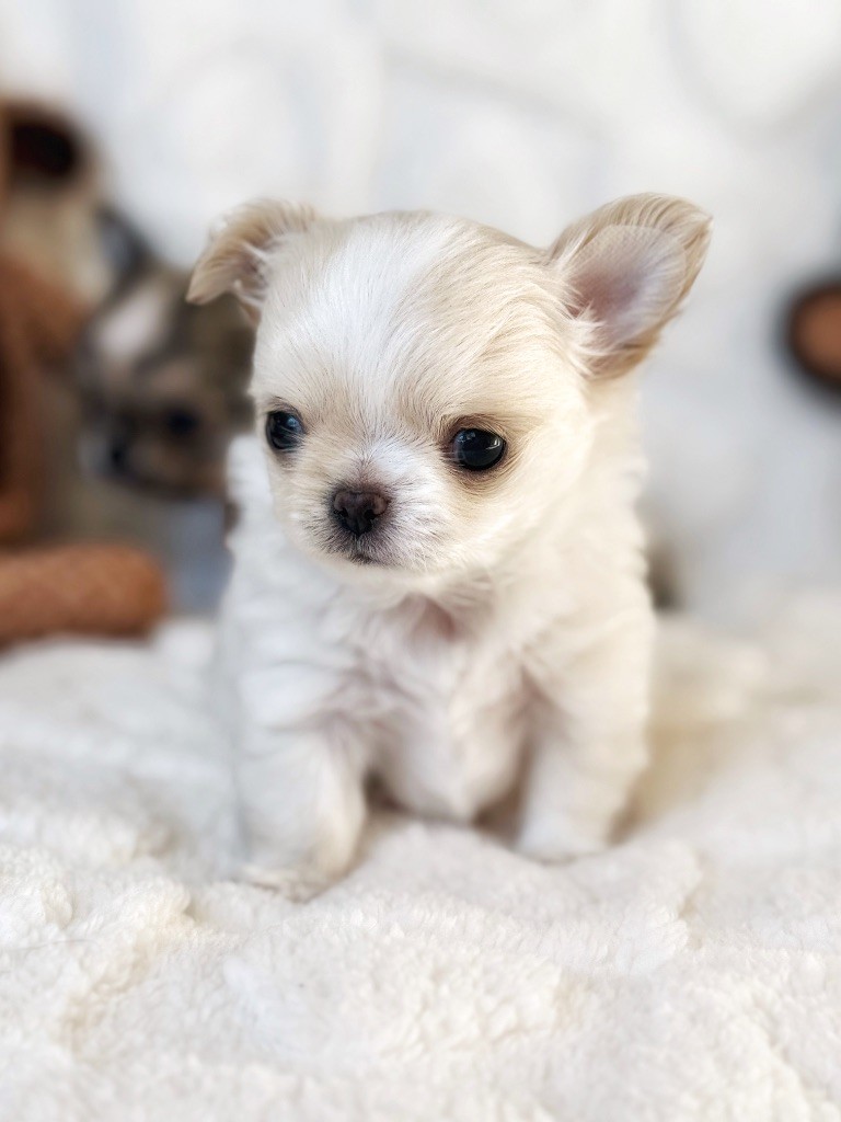 Des Minis Boss - Chiot disponible  - Chihuahua