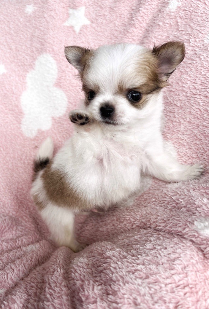 chiot Chihuahua Des Minis Boss