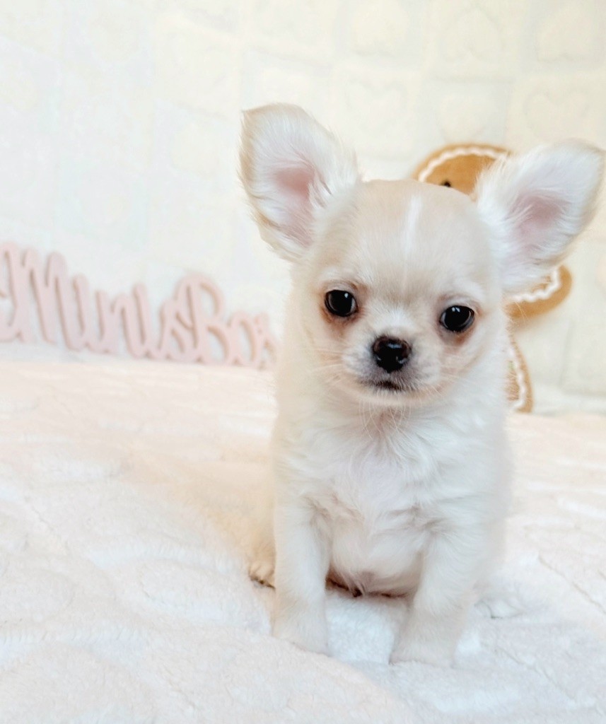 Des Minis Boss - Chiot disponible  - Chihuahua