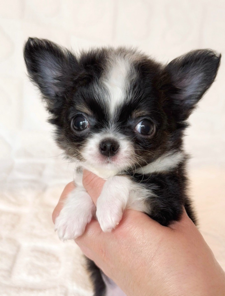 Des Minis Boss - Chiot disponible  - Chihuahua