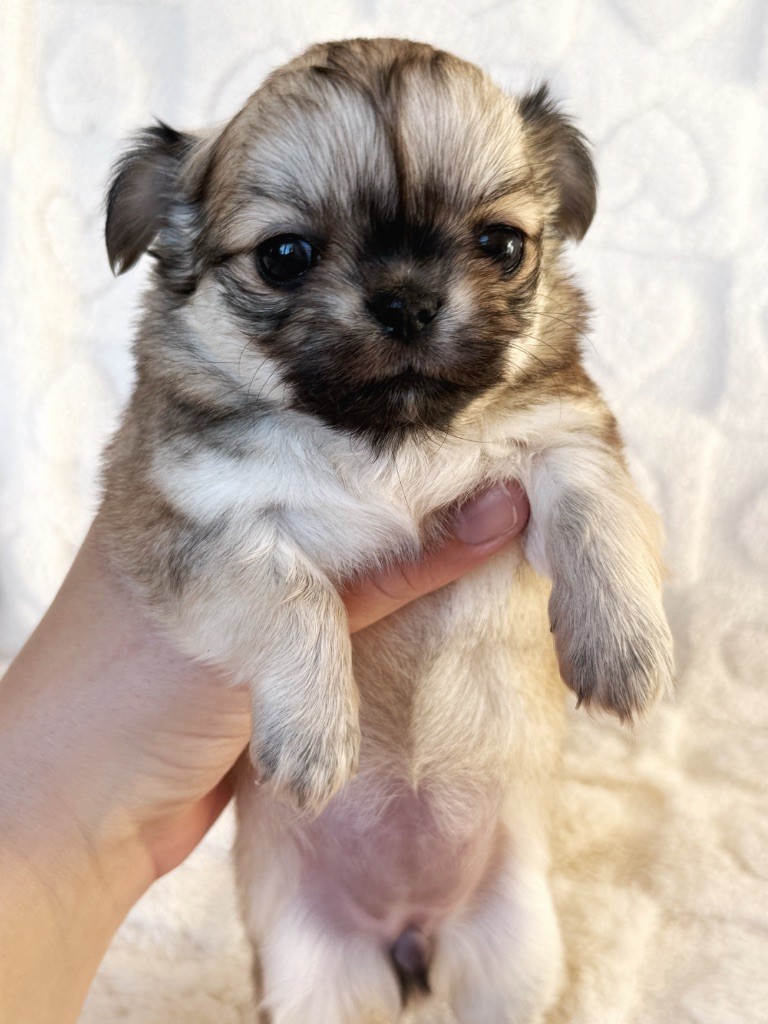 Des Minis Boss - Chiot disponible  - Chihuahua