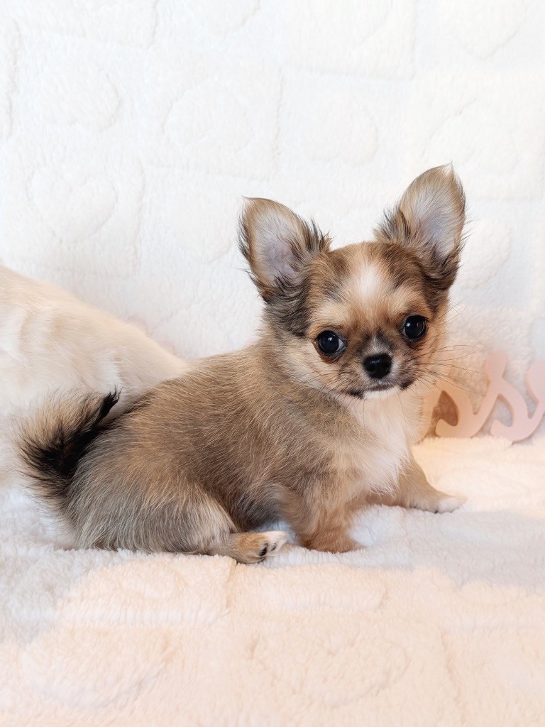 Des Minis Boss - Chiot disponible  - Chihuahua