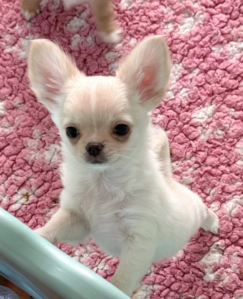 Des Minis Boss - Chiot disponible  - Chihuahua