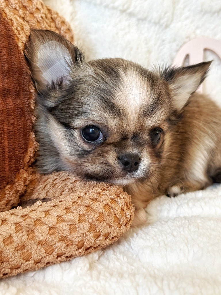 Des Minis Boss - Chiot disponible  - Chihuahua