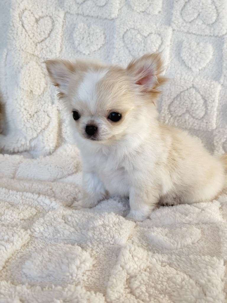 Des Minis Boss - Chiot disponible  - Chihuahua