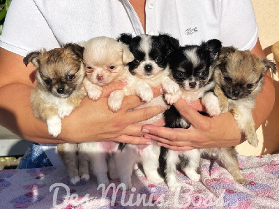 Des Minis Boss - Chihuahua - Portée née le 30/05/2022