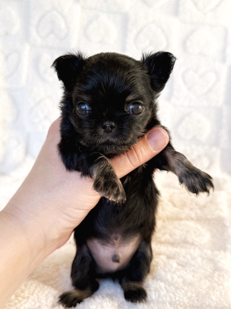 Des Minis Boss - Chiot disponible  - Chihuahua