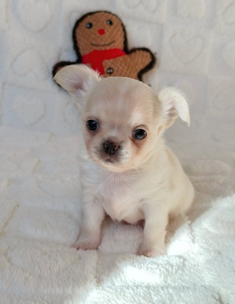 Des Minis Boss - Chiot disponible  - Chihuahua