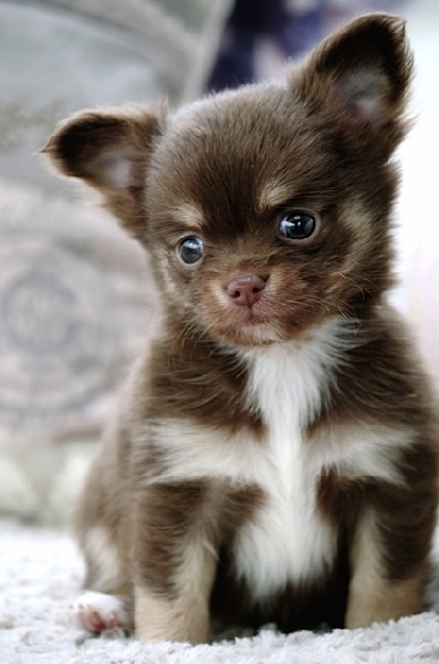 Jeune et jolie Des Minis Boss