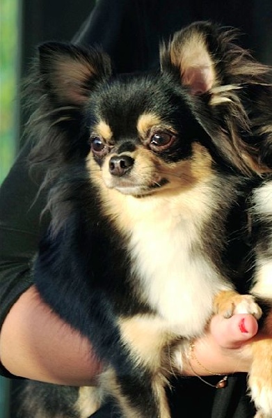 Ioko Des Minis Boss