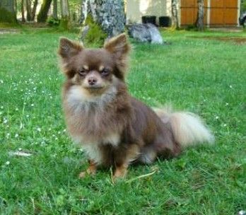 Hoby Des Minis Boss