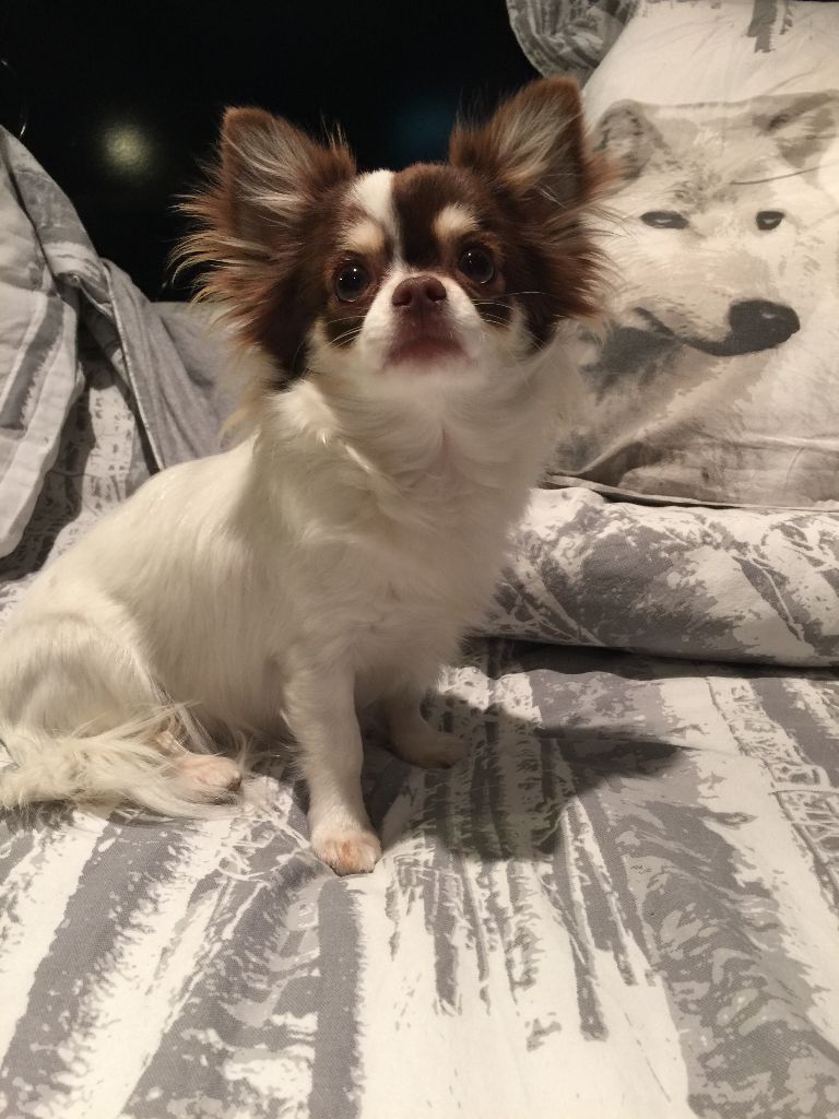 Lyly rose Des Minis Boss