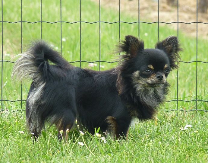 Norag Des Minis Boss