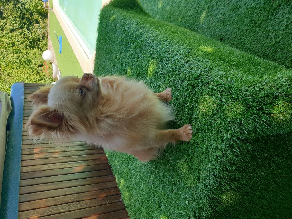 My teddy bear Des Minis Boss