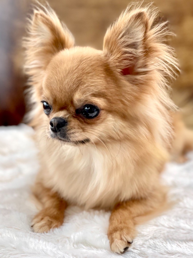 chiquita de oro Just born to make proud