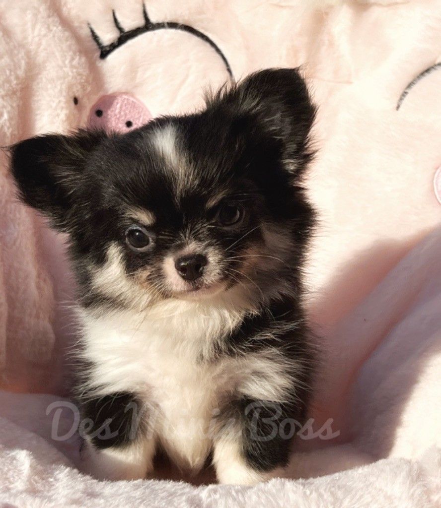 Tessie Des Minis Boss