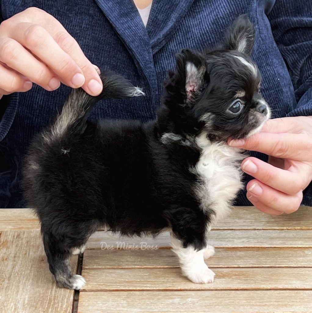 Tendre amour Des Minis Boss