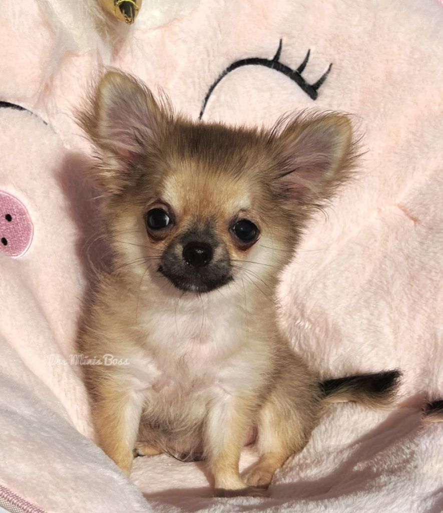 Totally cute Des Minis Boss
