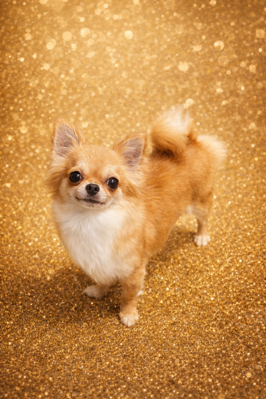 Totally spie Des Bandits De Tula