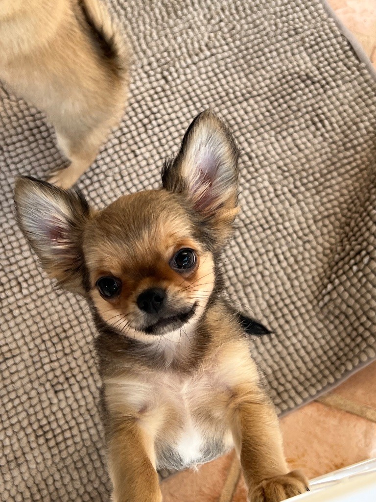 U'buffy summers Des Minis Boss