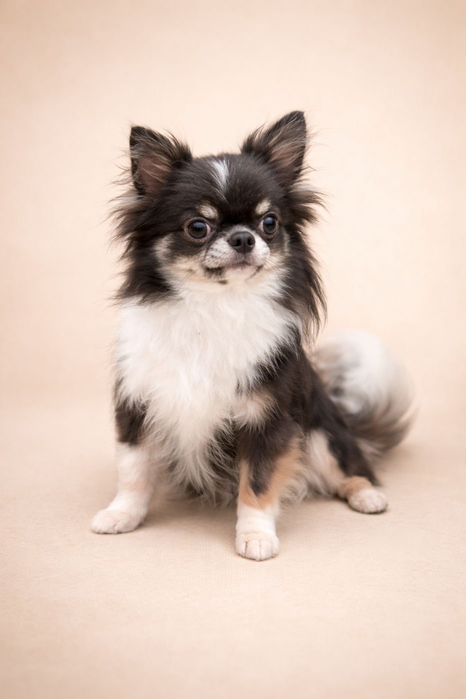 Victorious blue revolution Des Bandits De Tula