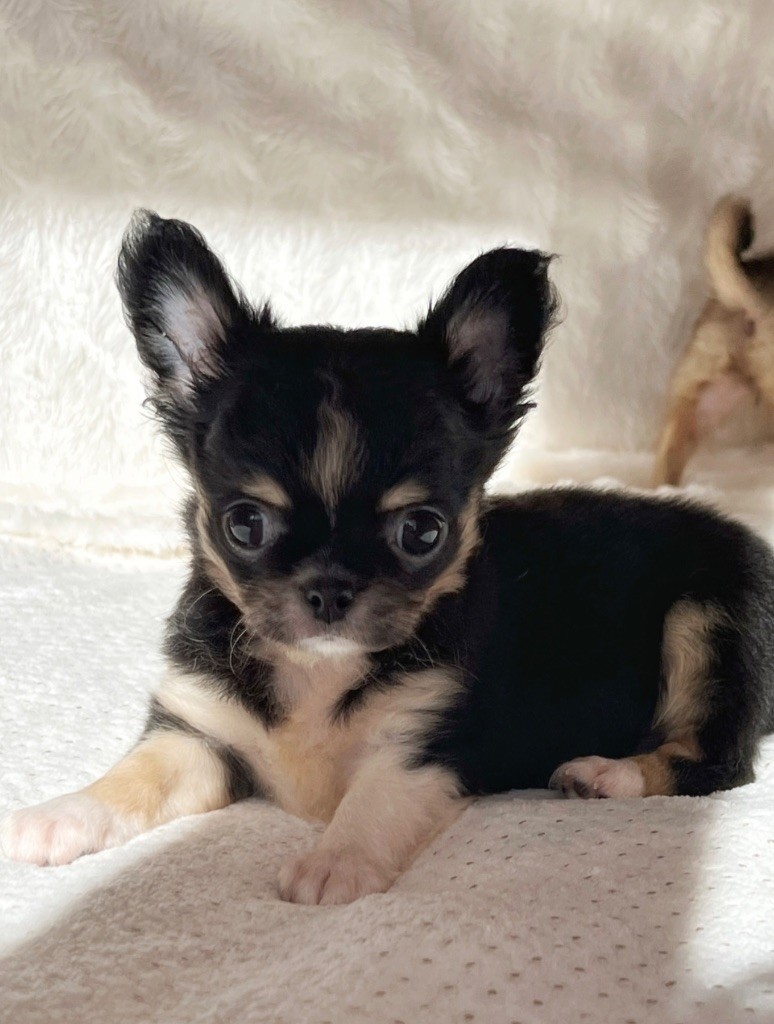 Une si jolie création Des Minis Boss