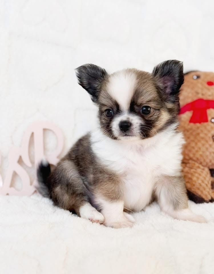 Des Minis Boss - Jeune mâle disponible