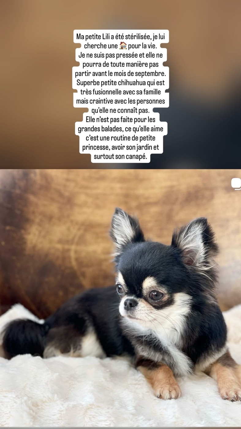 Chiens Adultes stérilisés qui cherchent leur famille pour la vie.