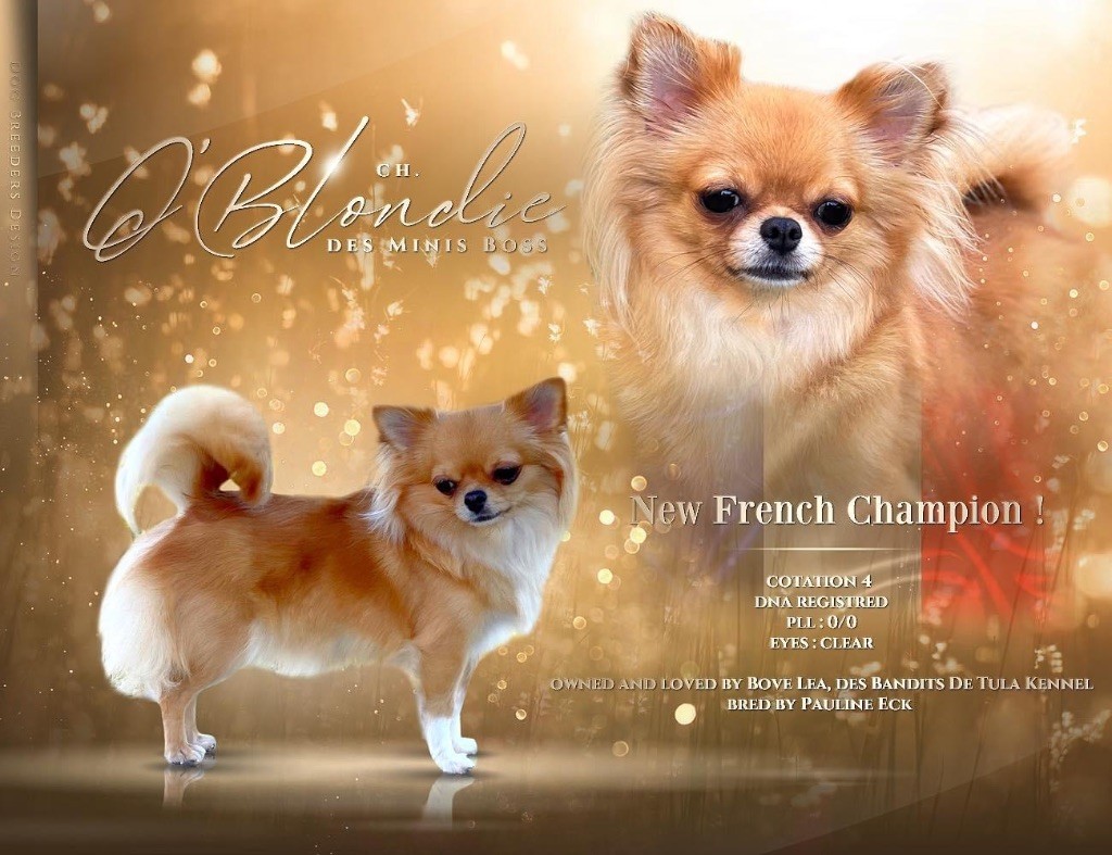 Des Minis Boss - O'Blondie des Minis Boss Championne de France