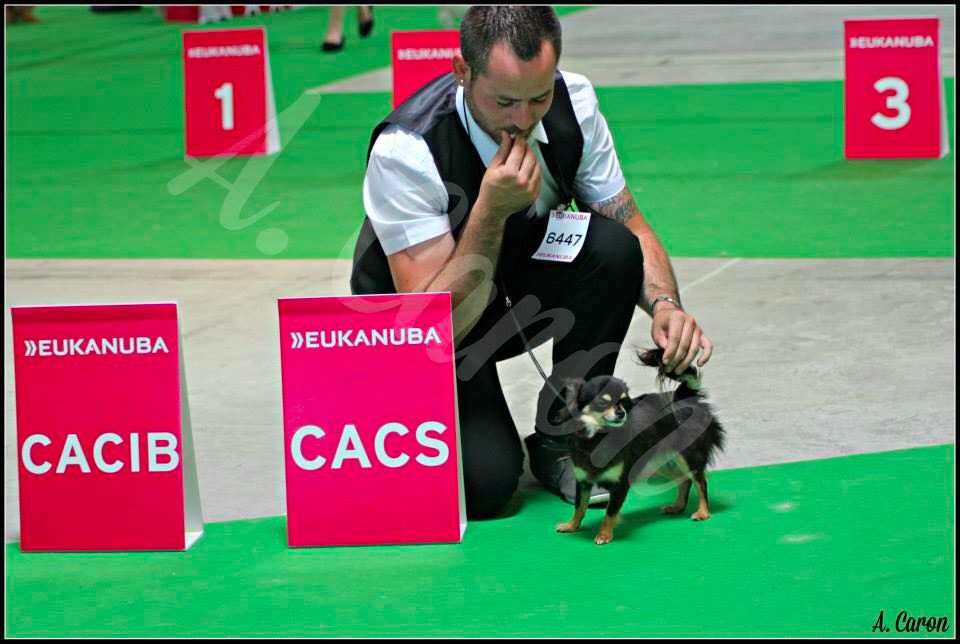 Des Minis Boss - Ch de France EXC1- CACS- CACIB !!!
