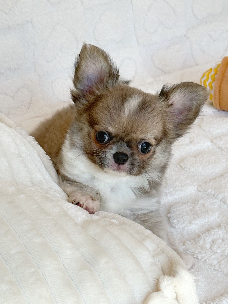 Des Minis Boss - Chiots disponibles - Chihuahua