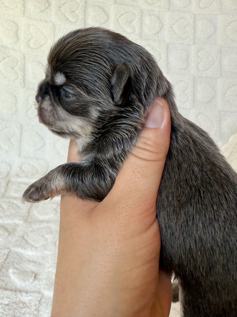 Des Minis Boss - Chiots disponibles - Chihuahua