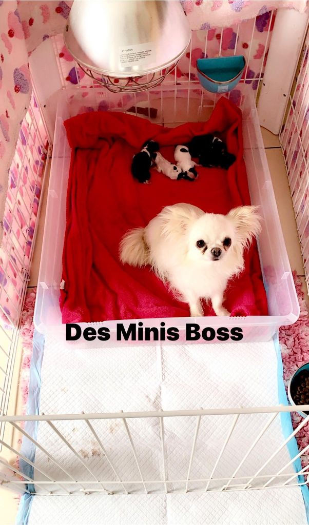 Chiot Chihuahua Des Minis Boss
