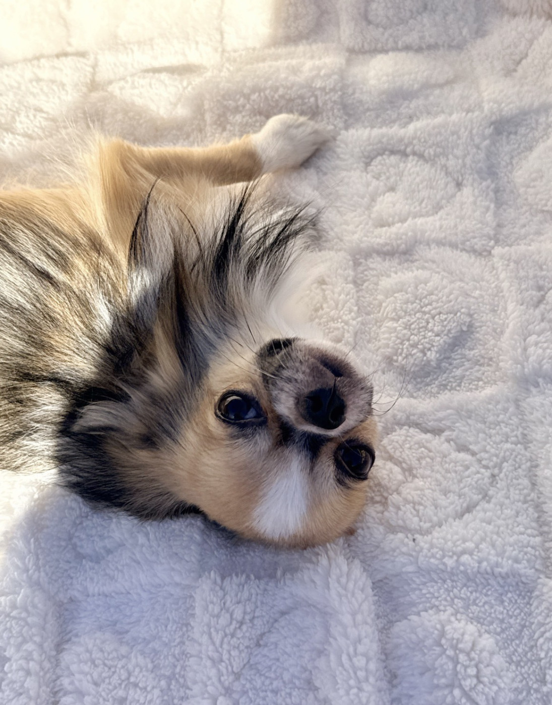 Des Minis Boss - Chiots disponibles - Chihuahua