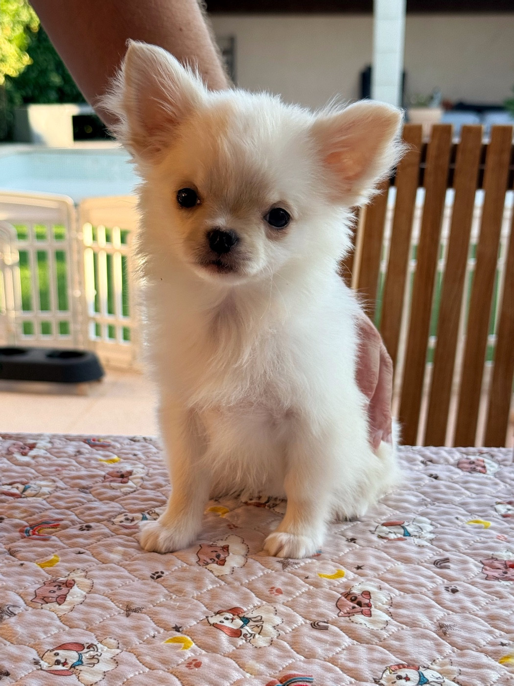 Des Minis Boss - Chiots disponibles - Chihuahua
