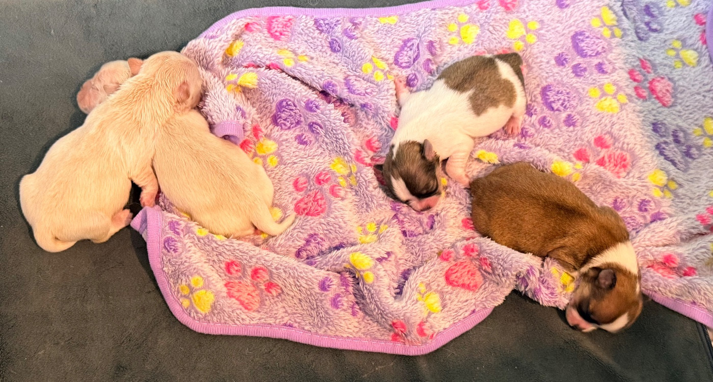 Des Minis Boss - Chiots disponibles - Chihuahua