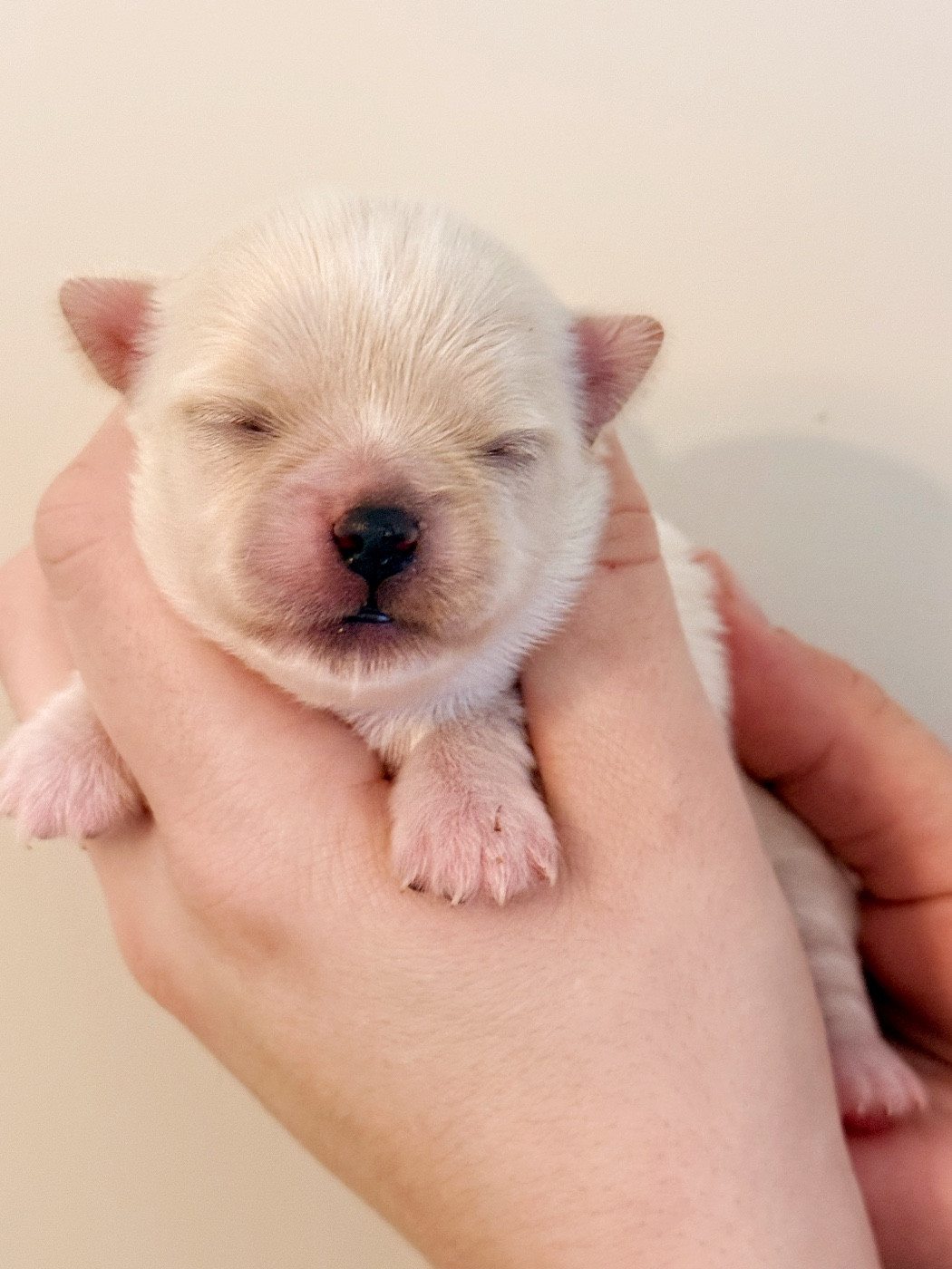 Des Minis Boss - Chiots disponibles - Chihuahua