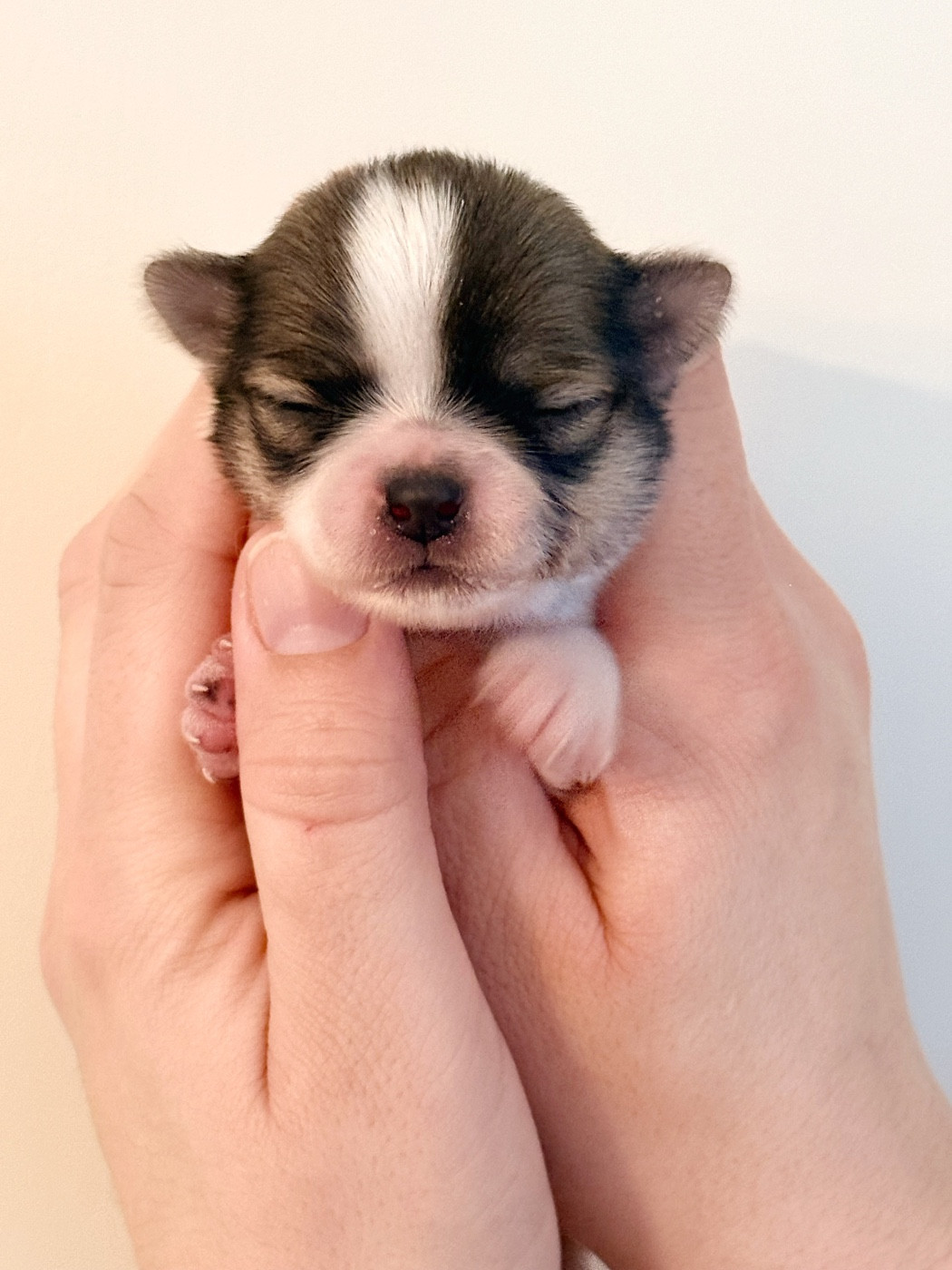 Des Minis Boss - Chiots disponibles - Chihuahua