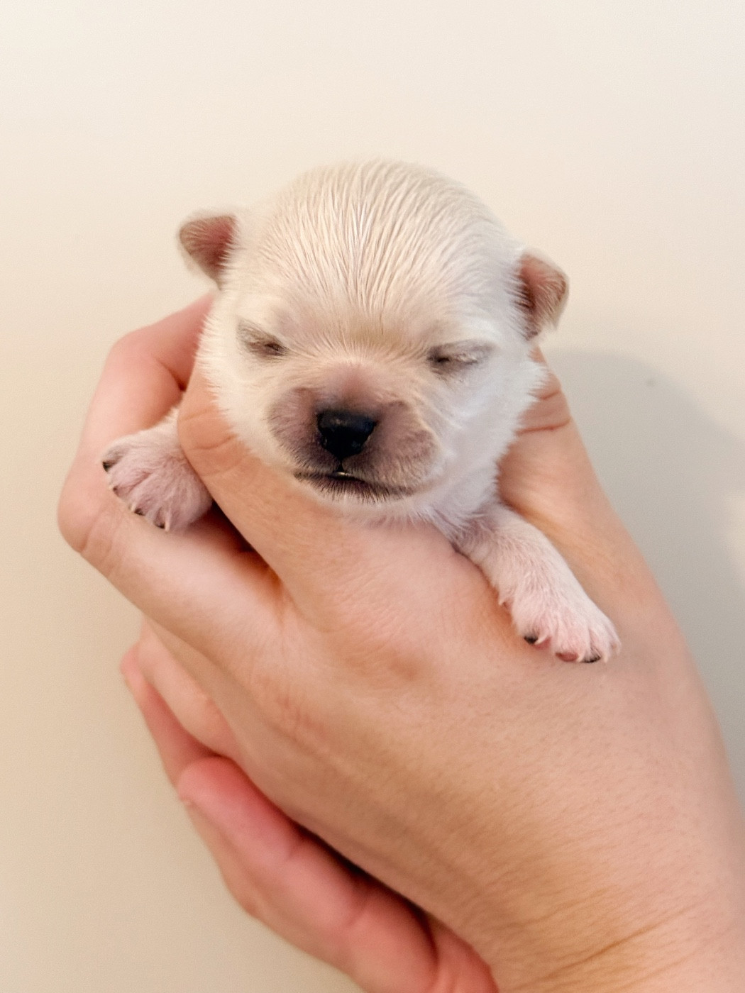 Des Minis Boss - Chiots disponibles - Chihuahua