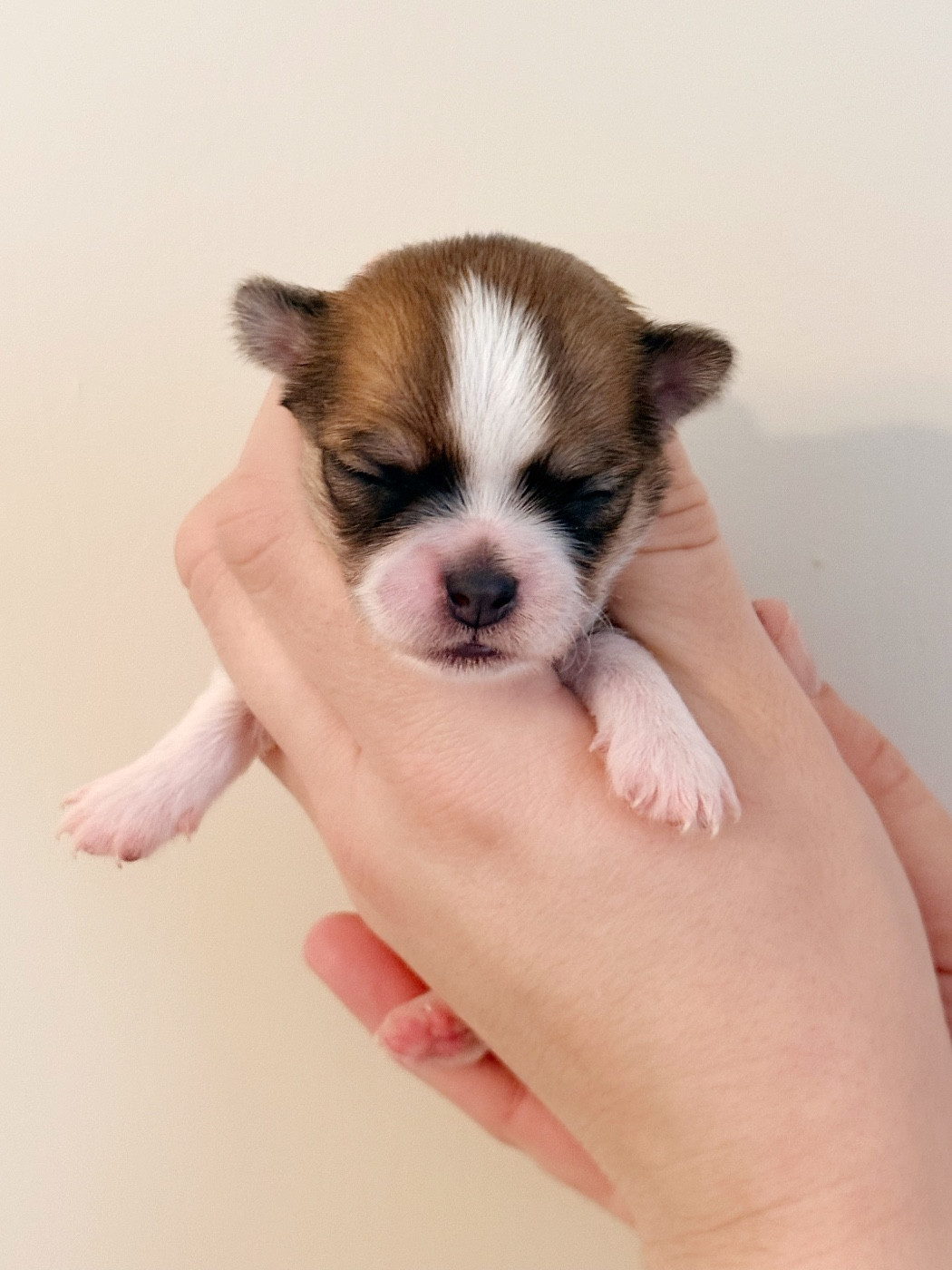 Des Minis Boss - Chiots disponibles - Chihuahua