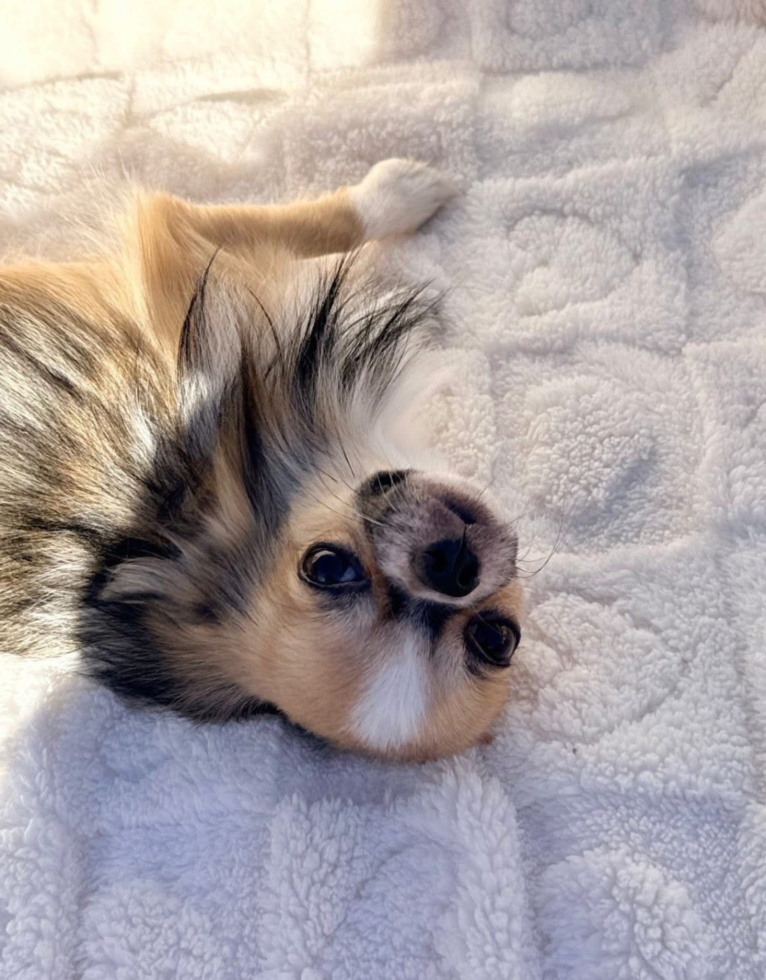 Des Minis Boss - Chiots disponibles - Chihuahua