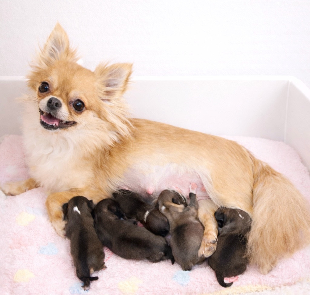 Chiot Chihuahua Des Minis Boss