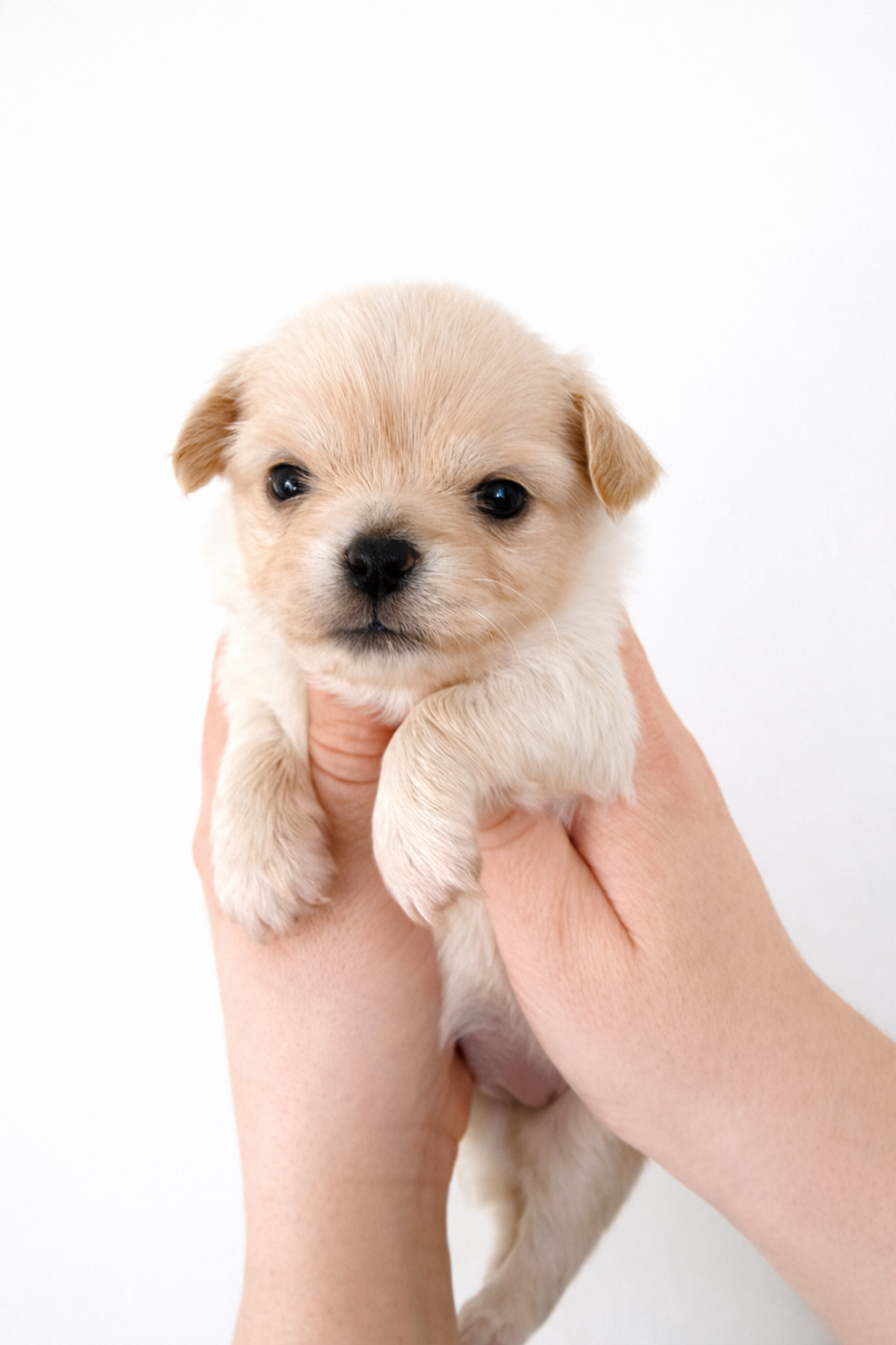 Des Minis Boss - Chiots disponibles - Chihuahua