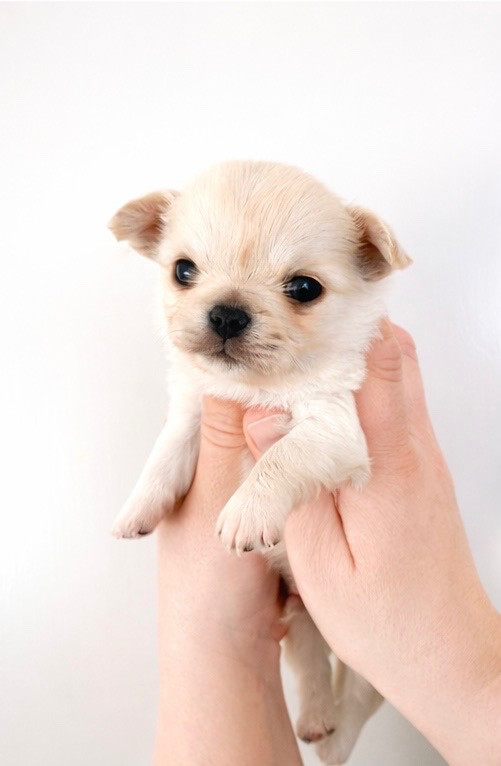 Des Minis Boss - Chiots disponibles - Chihuahua